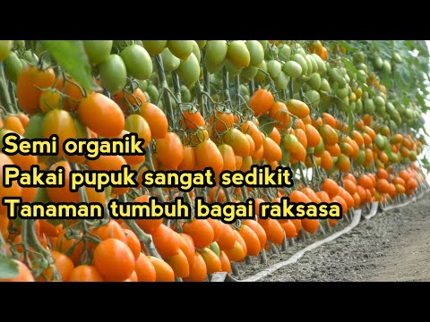 Video: Tanaman Toleran Kekeringan Untuk Zona 9 - Tanaman Umum Untuk Kebun Zona 9 Kering