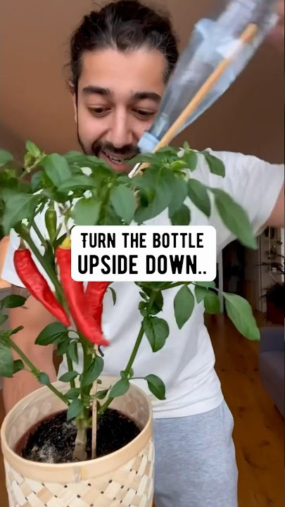 DIY Bottle and a Swab Plant Hack | creative explained