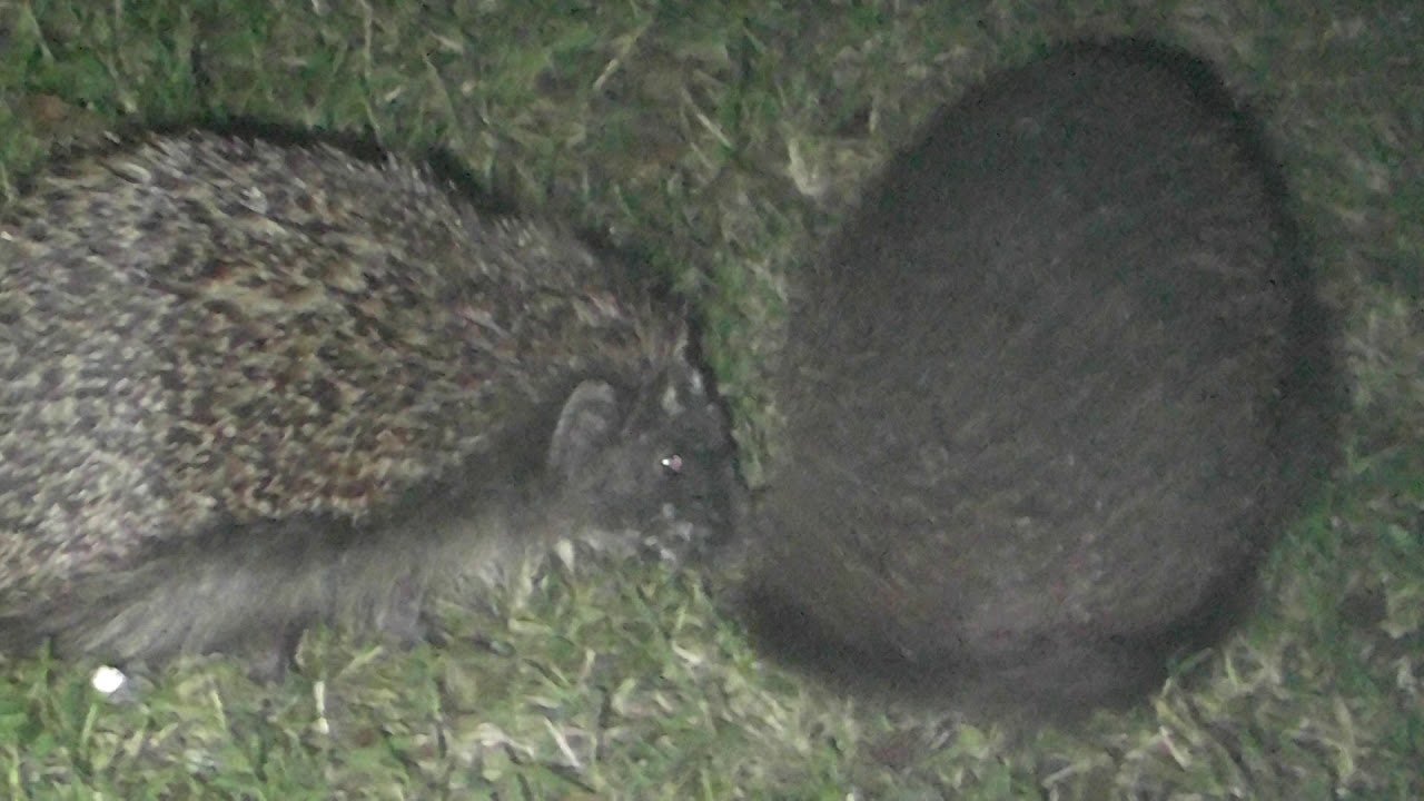 airshow schedule share female Hedgehog backs away from frisky Male 26jul19 Cambridge UK 1107p