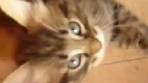 Watch the video about Cute siberian kittens playing