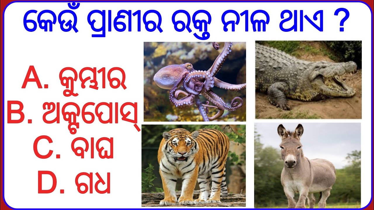 Interesting GK || Questions and Answers 2025 || Odia Gk Part-6
