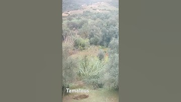 سورة التين المقطع من تمالوس#skikda_algerie #skikda #سورة_التين #سورة_التين #ماهر_المعيقلي_الشيخ #