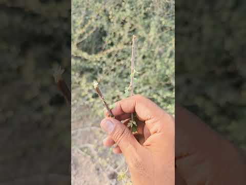 سواك شجرة البشام