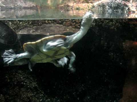 Roti Island Snake Necked Turtle (Chelodina mccordi)