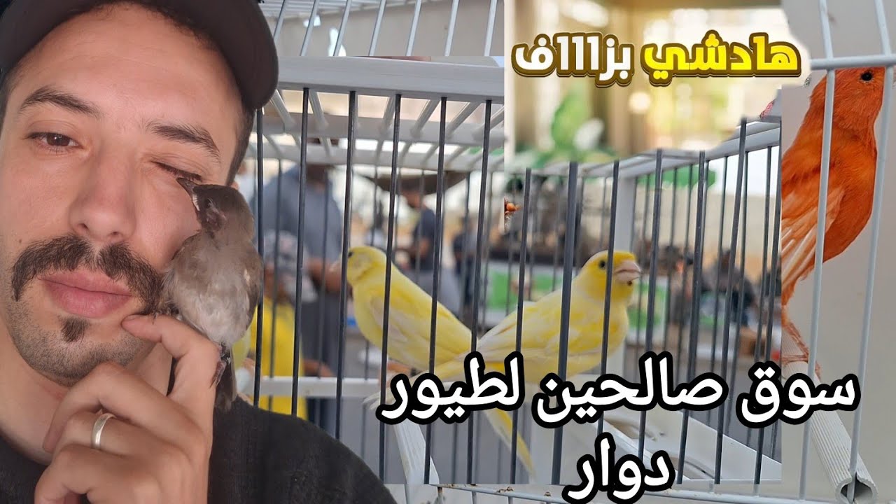 جديد سوق صالحين لطيور دوار بمدينة سلا أثمنة طيور مغردة و مشترياتي من سوق صالحين#كناري #سلا