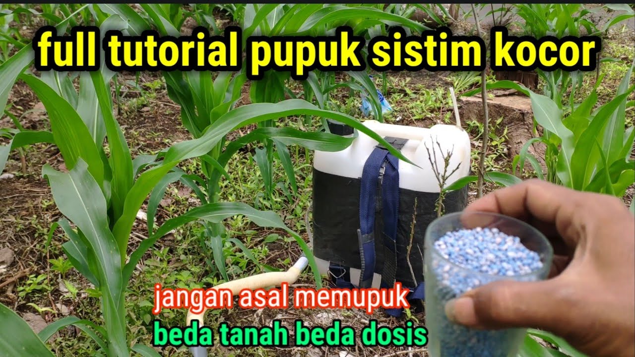 cara memupuk jagung sistem kocor