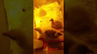 m.r duck, mis duck and Mr back-lit duck