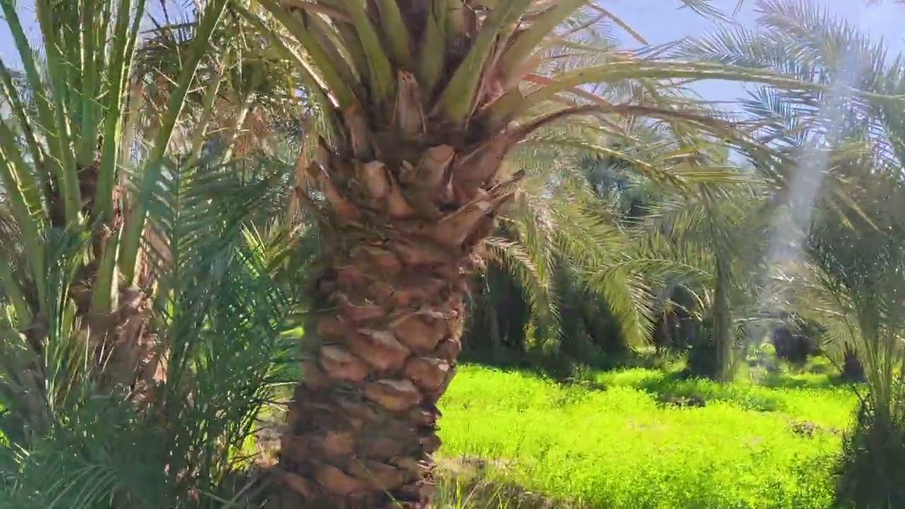 الواحات البحريه القصات عرض البشوات