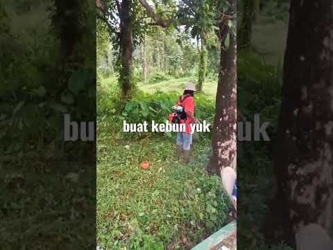 buka lahan buat kebun sayur