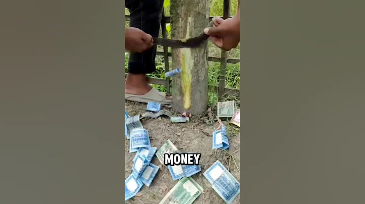 Guess money really does grow on trees 😂💵🌲🎋 #money #trees