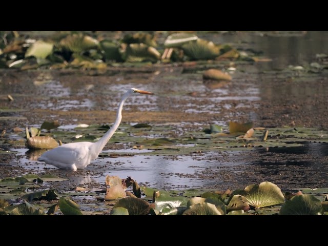 Wildlife Documentary Filming | Great White Egrets in Marshlands