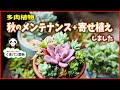 【多肉植物】秋のメンテナンスと寄せ植えをしました【くまパン園芸】