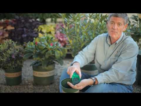 Video: Fertilizing Rhododendron Bushs - Aflați cum și când să hrăniți un rododendron