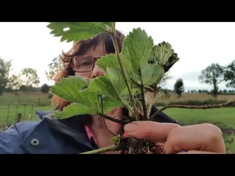Video: Aardbeienplanten met blote wortel - Aardbeien met blote wortel bewaren en planten