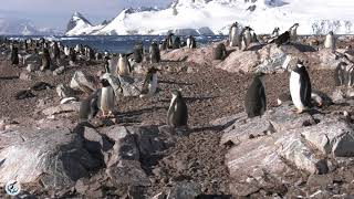 Gentoo Penguin colony at Jougla Point, Antarctica