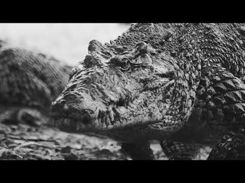 Cuban Crocodiles