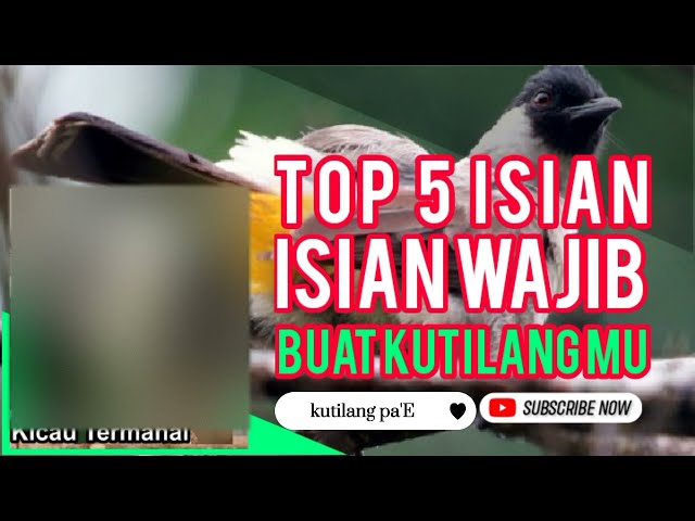 TOP 5 ISIAN WAJIB UNTUK BURUNG KUTILANG BAHAN ATAU KUTILANG ANAK class=