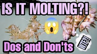 Mantis Molting Signs