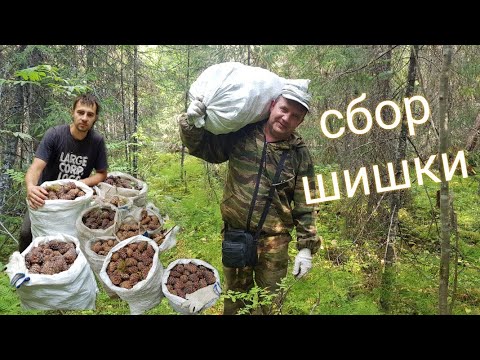 Кедровый орех. сбор шишки.