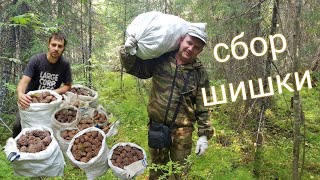 Кедровый орех. сбор шишки.