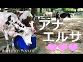 仲良しアナとエルサ【六甲山牧場】アナちゃんに毛繕いしてもらうエルサ