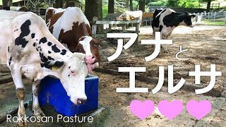 仲良しアナとエルサ【六甲山牧場】アナちゃんに毛繕いしてもらうエルサ