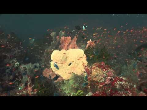 Raya Divers Expedition 2014 HD