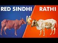 Red Sindhi vs Rathi Cow