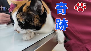 Miracle A cat with one month to live has been brought down to stage 2 chronic kidney disease. by Miaou 12,606 views 3 months ago 9 minutes, 21 seconds