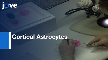 Cortical Astrocytes Isolation and Culture | Protocol Preview