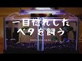 【＃1】ベタに一目惚れ！衝動買いした人必見～小さな癒し空間【ベタ】【ダンボ】【プラカット】[熱帯魚][アクアリウム][水槽][初心者][飼育方法][バイオミニフィルター][ピュアブラック]