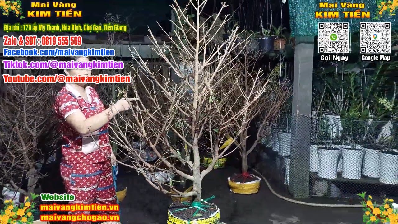 Phôi Mai Thủ Đức Giá Rẻ Bao Ship Bao Sống Toàn Quốc - Mai Vàng Kim Tiền Chợ Gạo