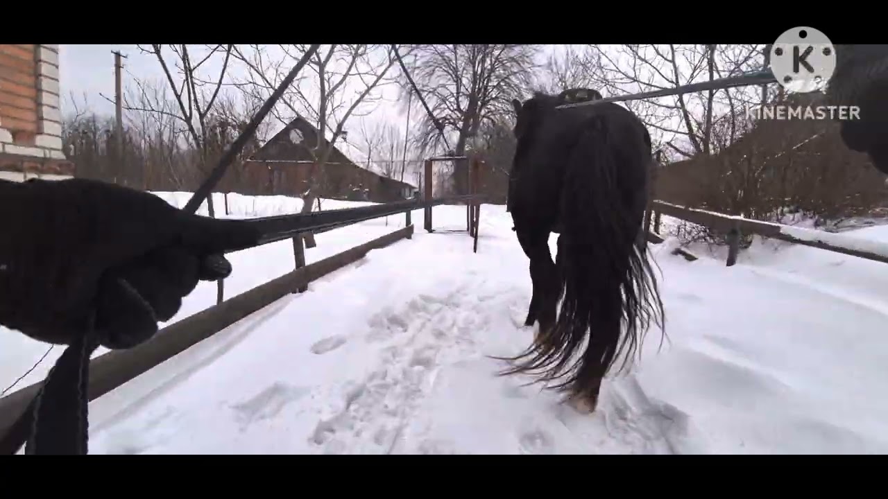 Тренінг коня, виїзд за межі дому наодинці...це завжди іспит?