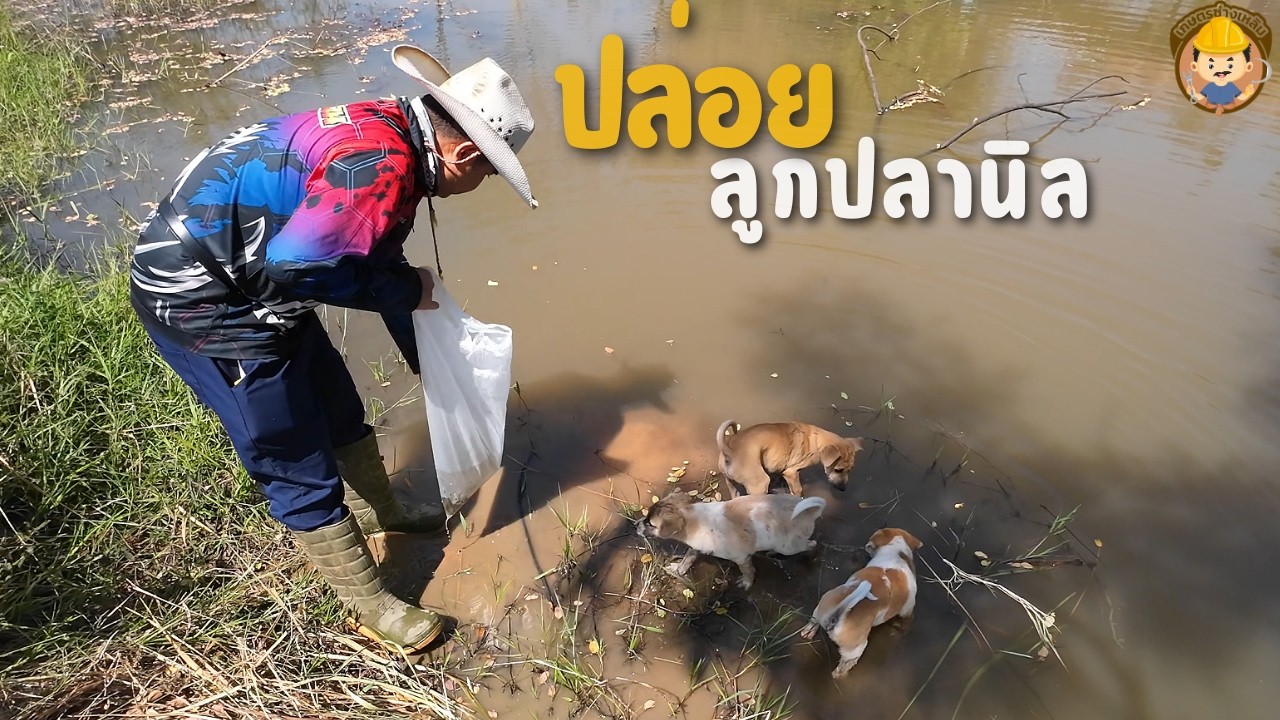 ปล่อยลูกปลานิล ลงบ่อเกษตรช่างเหลิม