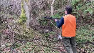 Caza Menor en Asturias, Setters Trabajando las Arceas en Asturias Paraíso Natural