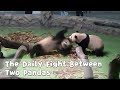 The daily fight between two pandas  ipanda