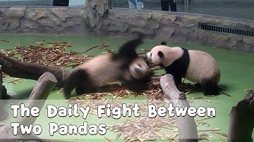 The Daily Fight Between Two Pandas | iPanda