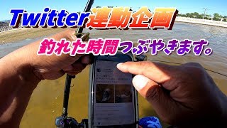 【チニング】10匹釣るのにどれくらいの時間がかかるのかわかる動画