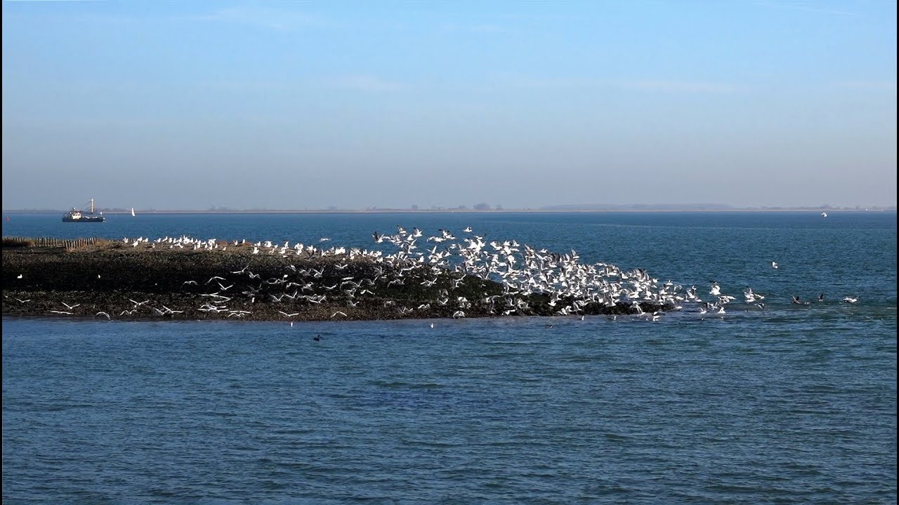 De wonderlijke onderwaterwereld van Zeeland, Oosterschelde en Grevelingen, duiken in Nederland