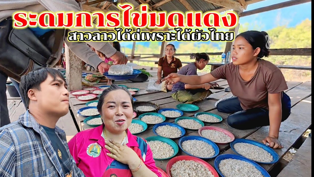 ช่วงนี้ม่านดีไข่มดแดงเยอะมาก น้องชายเอาเทียนมาหาเบาเตียงทําไม 