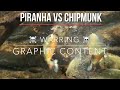 PIRANHAS VS CHIPMUNK  (Viewers Discretion is Advised!)