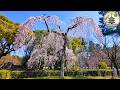 京都御所桜散策レポート【3月27日】