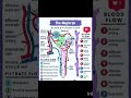 How Your Kidney Cleans Blood in 30 Seconds 😱 Nephron Explained#Kidney#Nephron#UrinarySystem#NEET2026