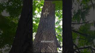 #funnycomedy#prank#comedy#lol#bandar#entertainment#animal#catdog#monkey#tiktok#marathi#reels#shorts