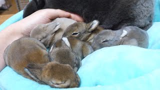 Five baby quintuplets snuggling and warming up together.