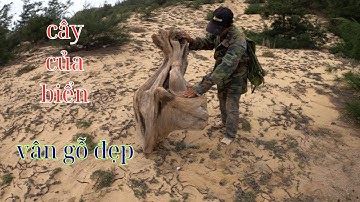 hành trình đi tìm cây bonsai đẹp ngoài bờ gần biển