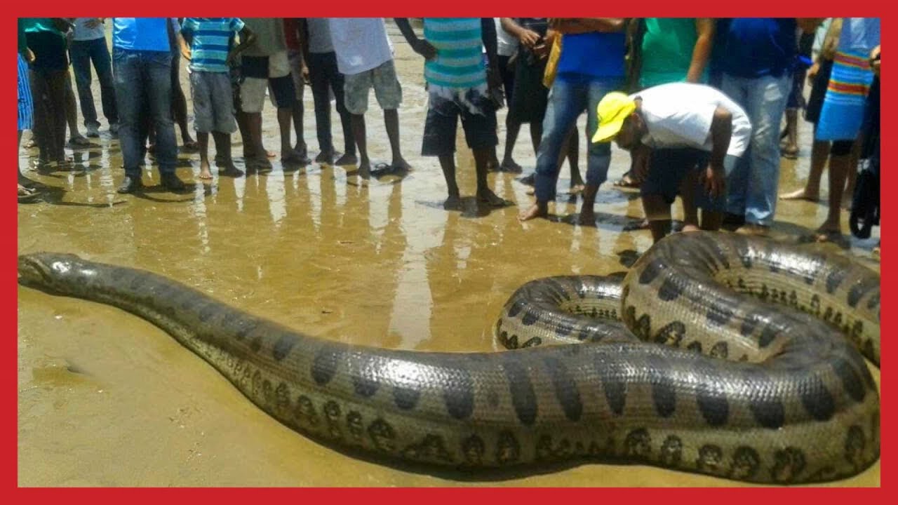 WORLD BIGGEST PET Titanoboa  Monster Snake caught in 