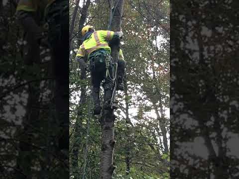 Davey Tree rescue