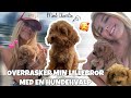 OVERRASKER MIN LILLEBROR MED EN HUNDEHVALP!