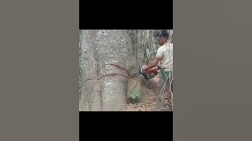 Cutting down big tree with stihl Chainsaw